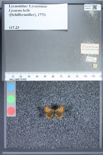 Media type: image;   Entomology 66751